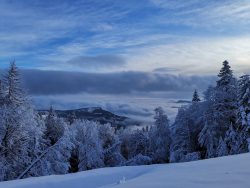 Jahorina snow panorama trees under snow and clouds